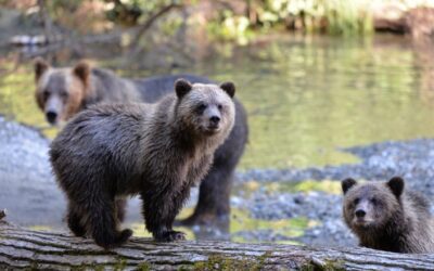 The Great Bears of Bute