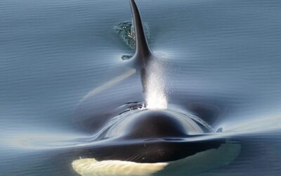 Salish Sea Whale Watching